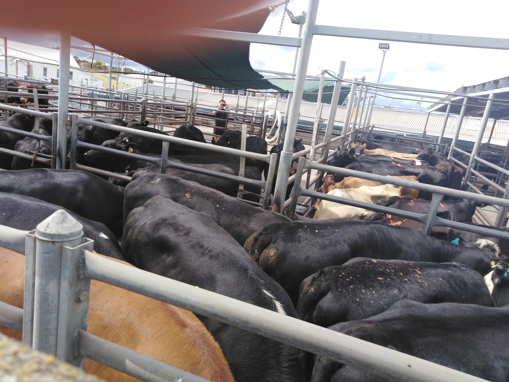 SLAUGHTERHOUSE VIGIL, WHANGANUI, 24 FEBRUARY 2019