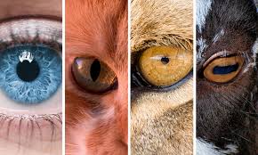 INDIA LEADS THE WAY IN ANIMAL RIGHTS LEGISLATION