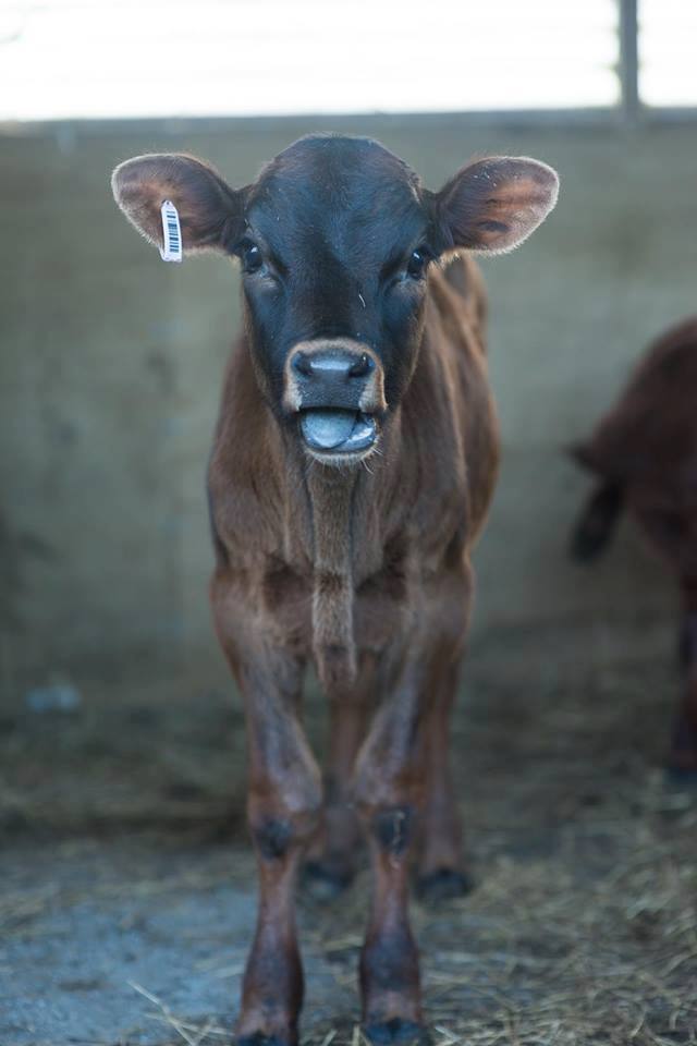 The Real Price of Milk