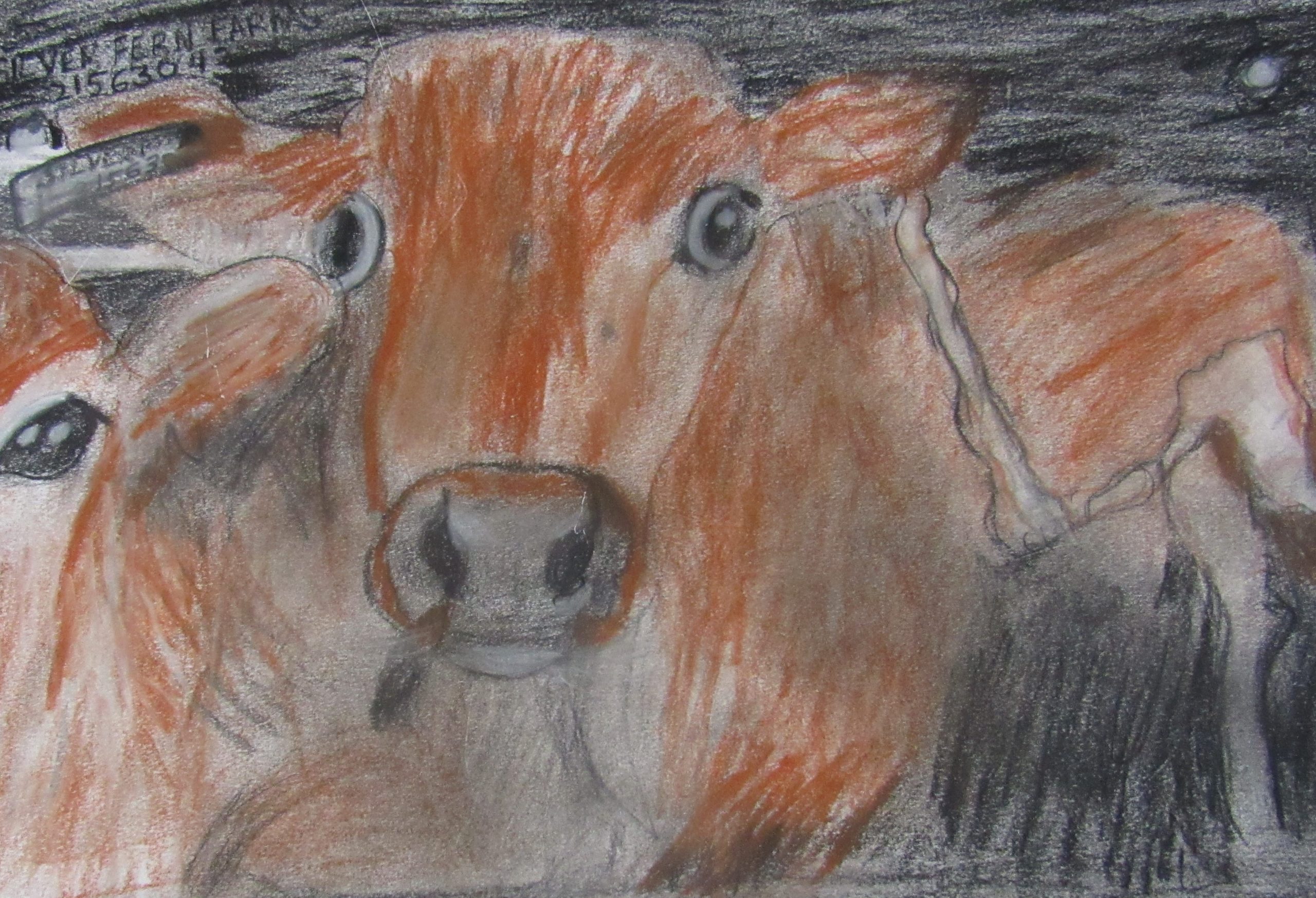 SAVING BOBBY CALVES IN NEW ZEALAND