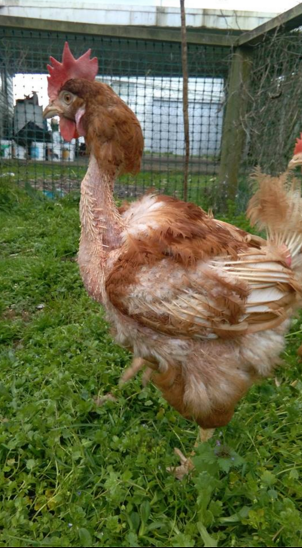 We all need to get in a flap about the gassing of 200,000 chickens in New Zealand