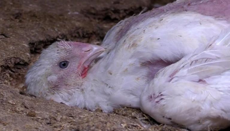 Avian Agony: A tragic incident highlights the reality for billions of chickens in the meat industry