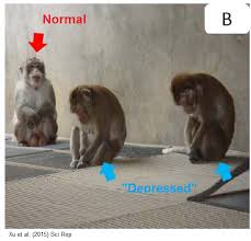 Mental Illness in Animals