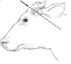 Traumatic Stress – A Common Condition Among Slaughterhouse Workers