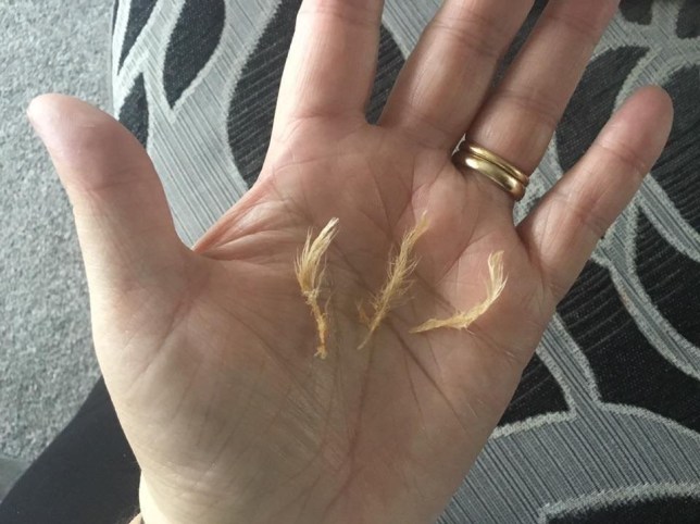 ‘Not Your Feathers, Not Your Food’