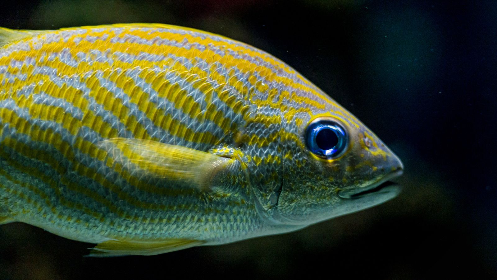 It’s Time For A Sea Change In Our Thinking About Fishes