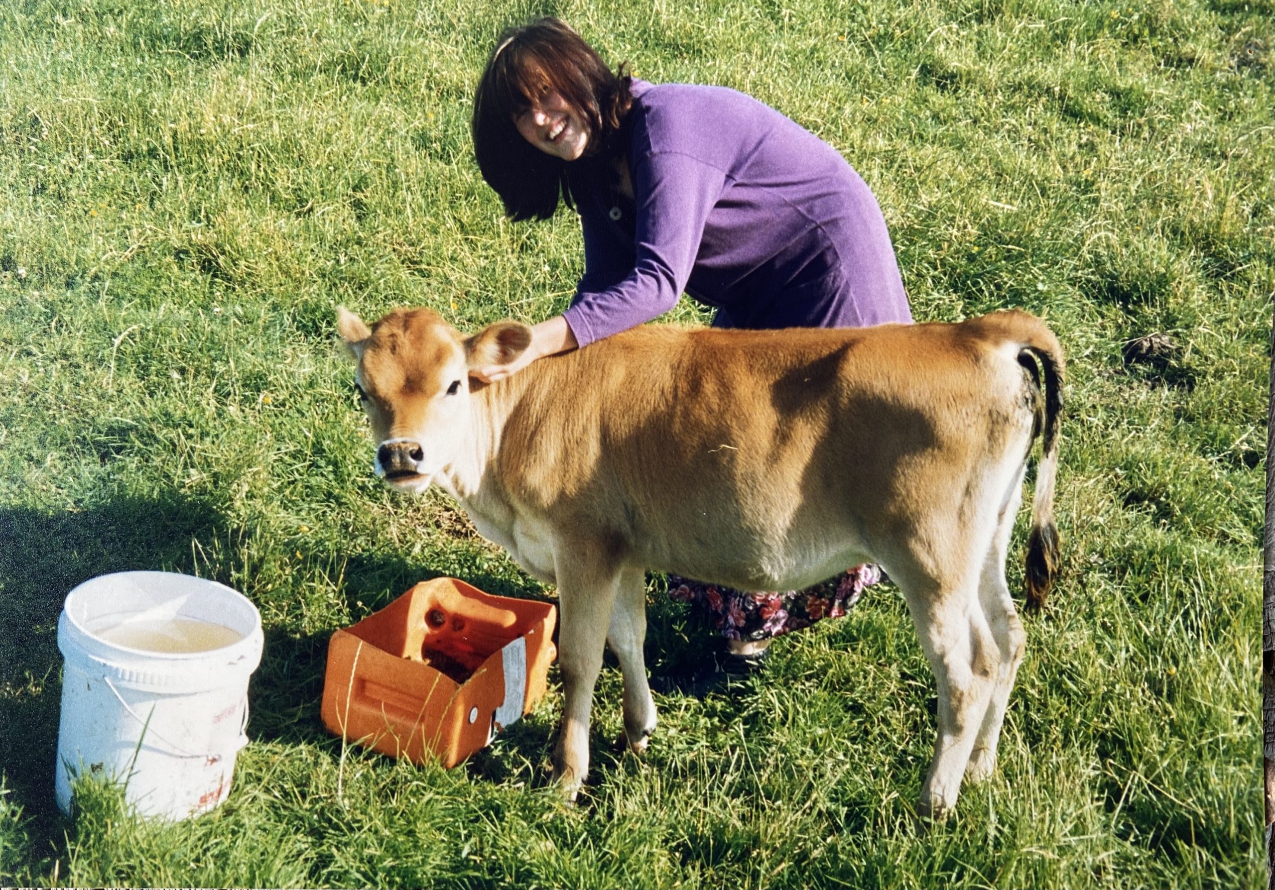 Sent Their Separate Ways – Tending Calves On A Dairy Farm