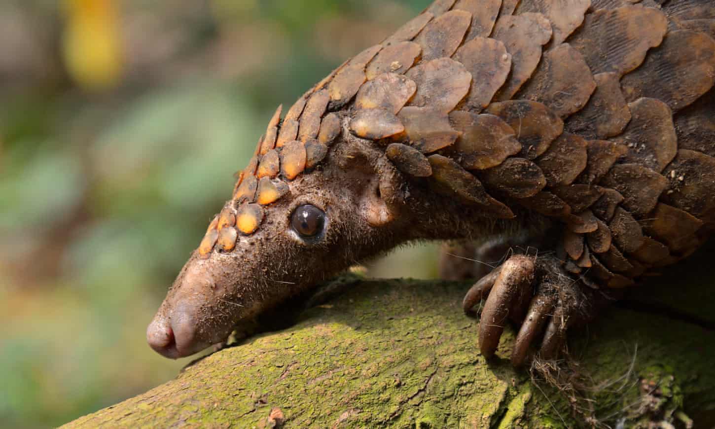 Gentle Insectivores Subject To Unimaginable Cruelty For Traditional Medicine
