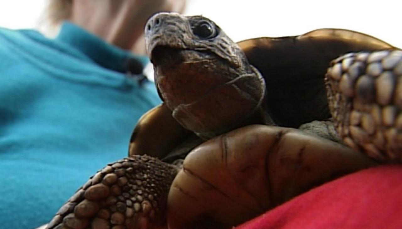 Famous Tortoise Survivor of World War I Celebrates 106 Years in New Zealand