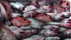 Animal cruelty is largely ignored, when it comes to fishes