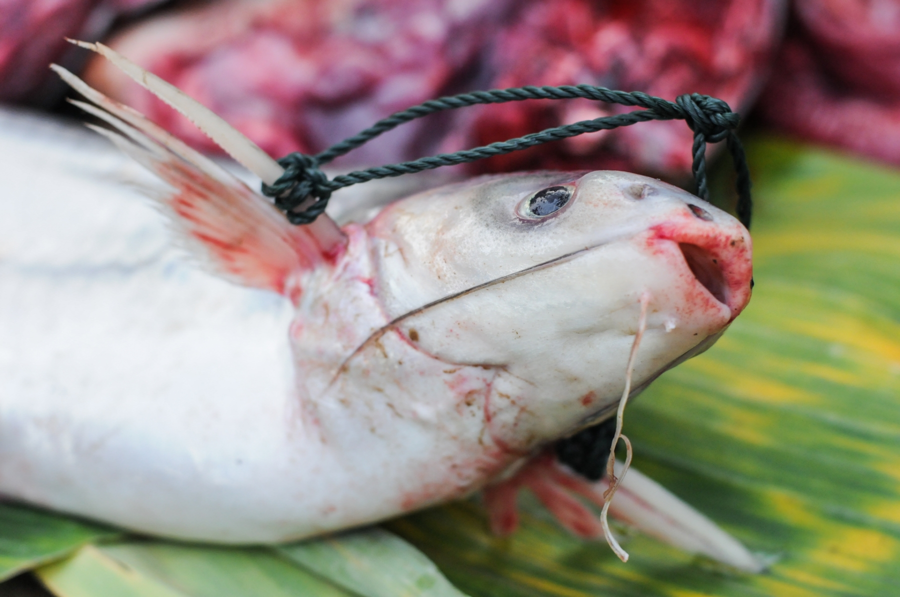 What is it about ‘Fish are sentient’ that you don’t understand?