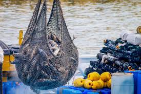 Fishes and Fishing – Essential Talking Points