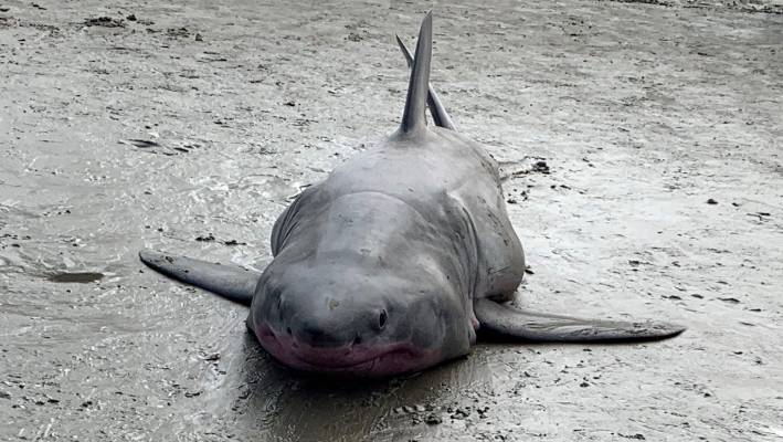 Great White abused on Auckland beach
