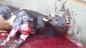 Study confirms that ‘religious’ slaughter is more painful to the animal