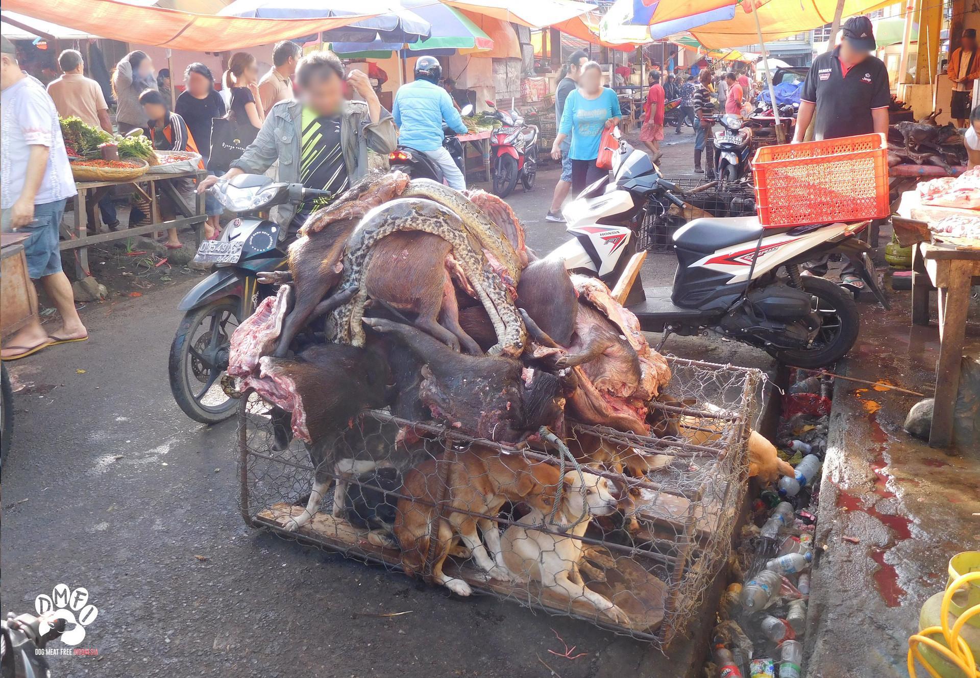 IT IS TIME TO CLOSE LIVE ANIMAL MARKETS ACROSS ASIA
