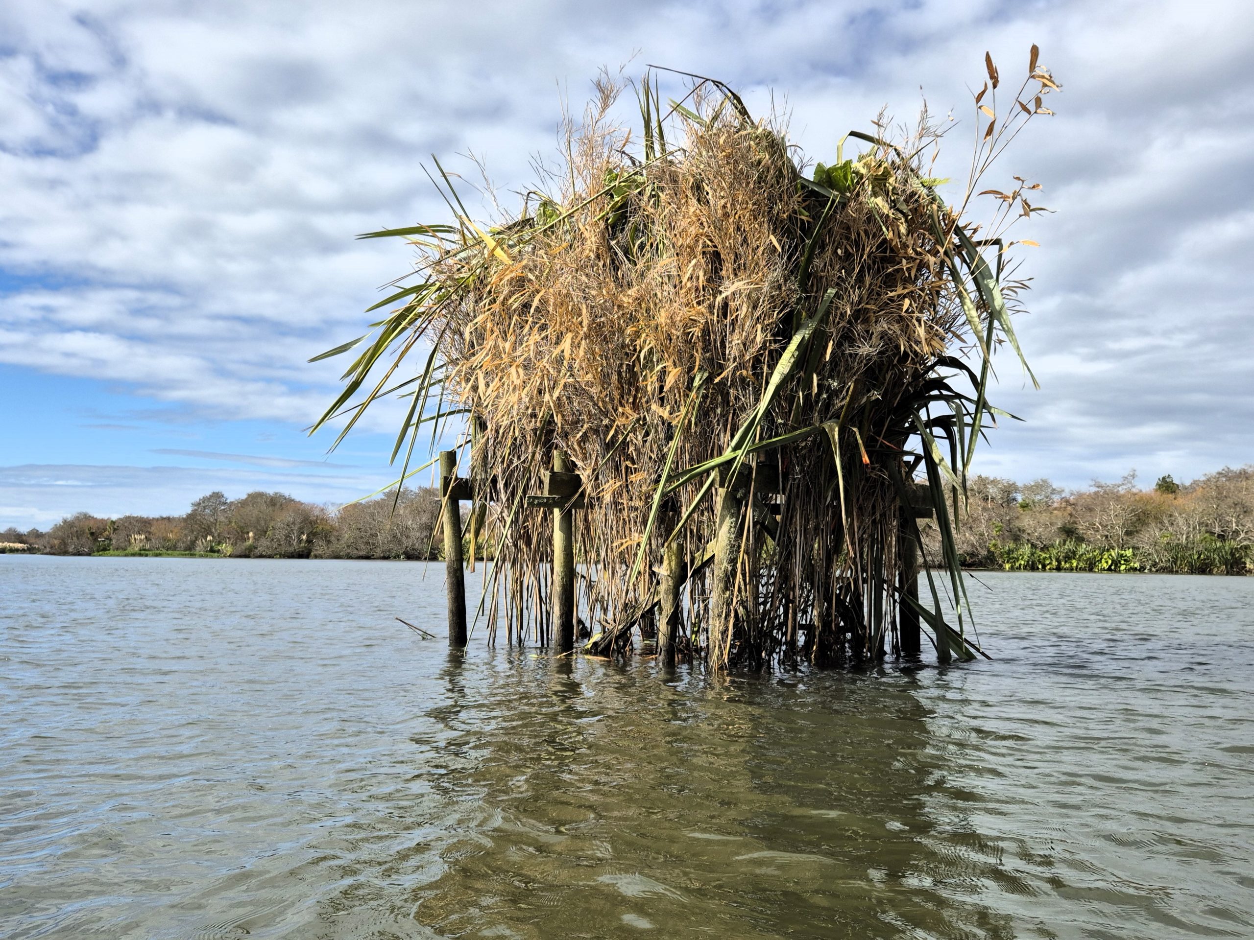 1 dead swan, 2 floating ducks, and some beer cans in a willow tree