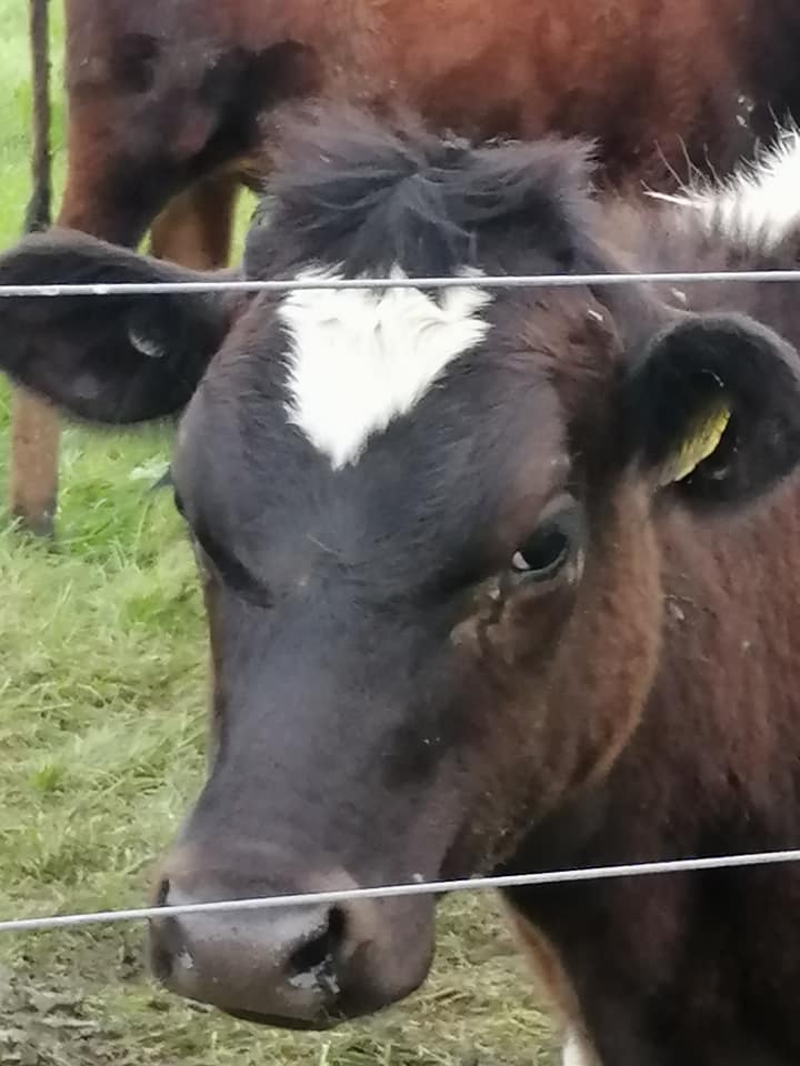 REFLECTIONS FROM A TRAVELLING VEGAN