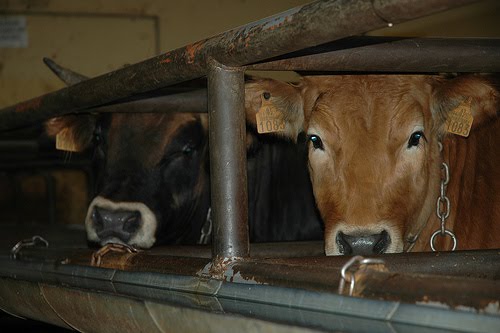 ‘We Should Stop Using Euphemisms For Animal Exploitation And Abuse’