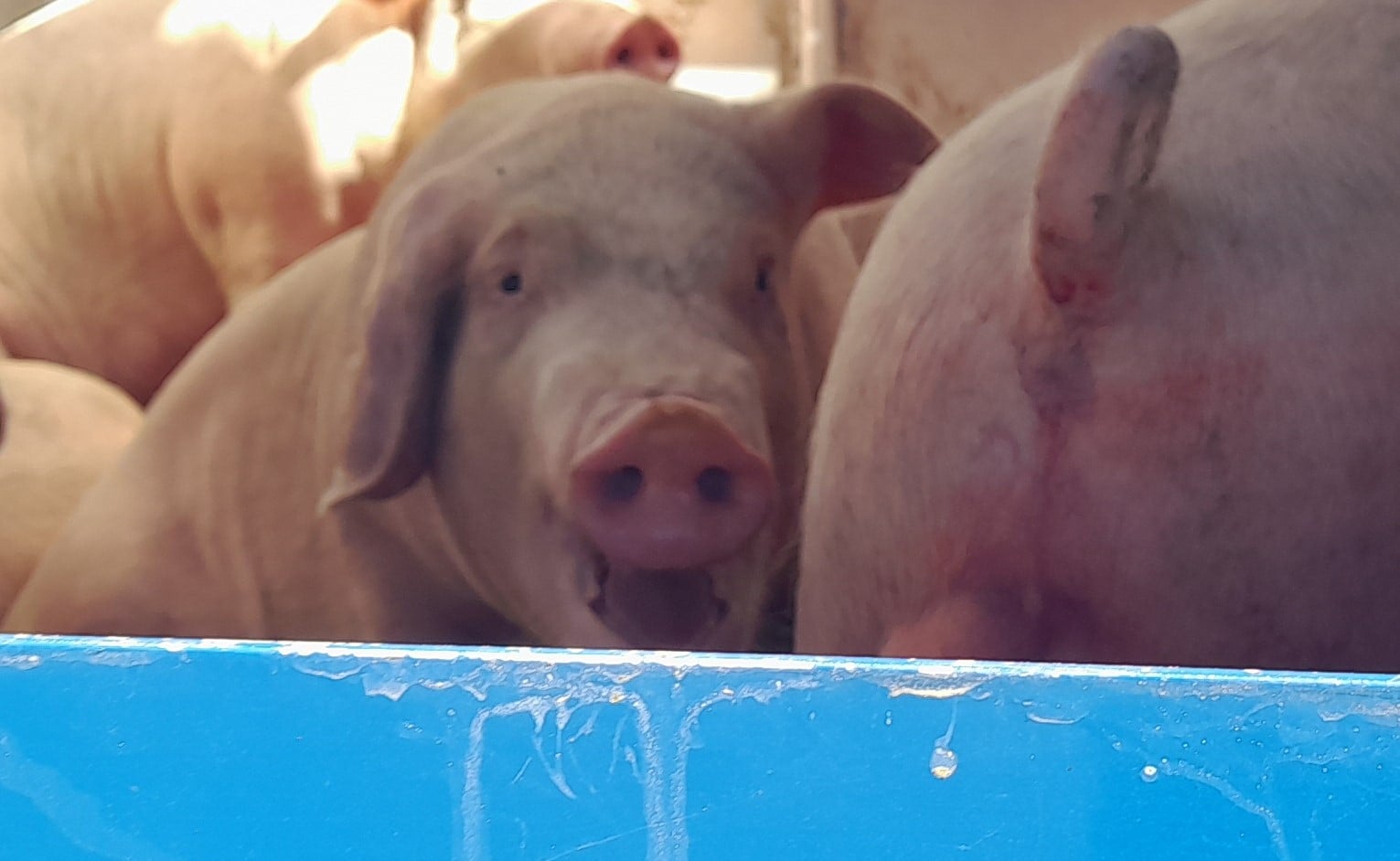 Heat-Stressed Pigs – Aotearoa’s inadequate animal welfare laws
