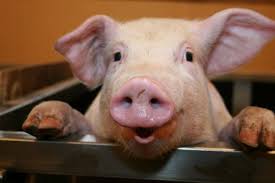 Isn’t It Time We Extended Our ‘Bubble’ To Include Sentient Pigs?