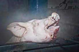 More Pigs Boiled Alive in Slaughterhouses If Proposal Goes Ahead