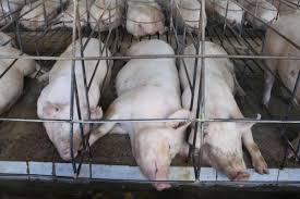 PIG FARM LIKE ‘STEPPING INTO HELL’