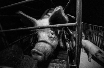 Factory Farms a ‘Petri Dish’ For Pandemics – Report Says ‘Phase Them Out’