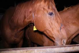 ‘Every horse can’t be a winner. What can they do with these horses?’ Interview with a kill buyer.