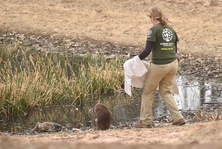 KOALAS COULD BE LISTED AS ENDANGERED AFTER FIRES