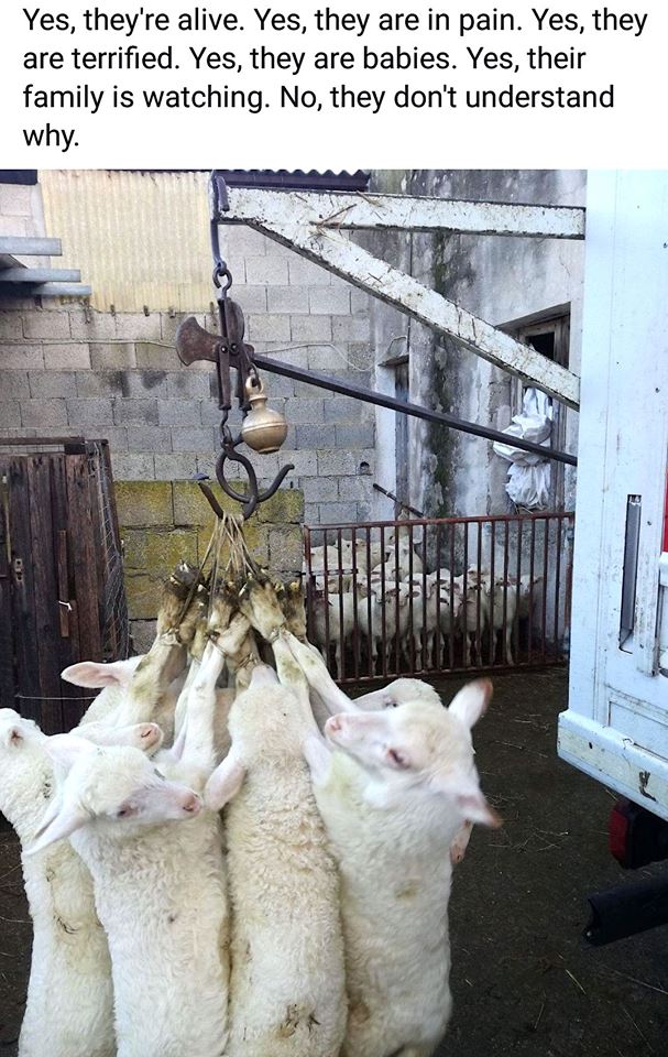 Eating animals is barbaric, but it’s easy to adopt a vegan diet
