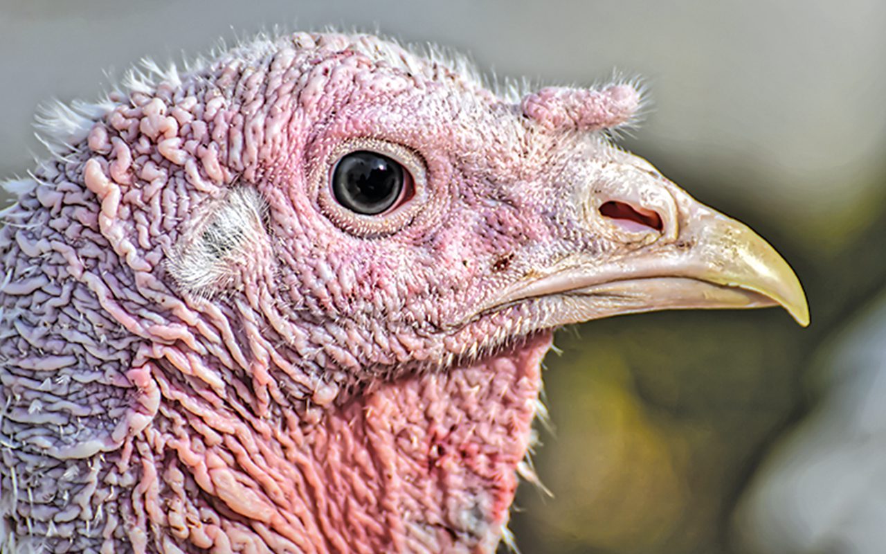 A Turkey In My Garden, by Christine Rose
