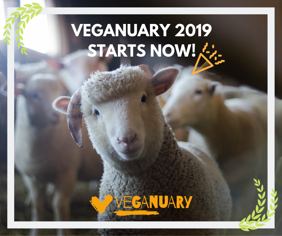 ‘Then You Win’: Reflections on the rise of veganism in 2019 by Maya Cohen-Ronen