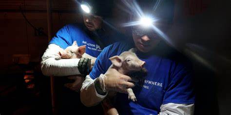 Animal Activists Sway A Jury By Their Mercy