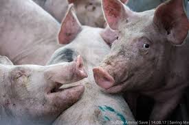 How much cruelty would you like with your bacon?