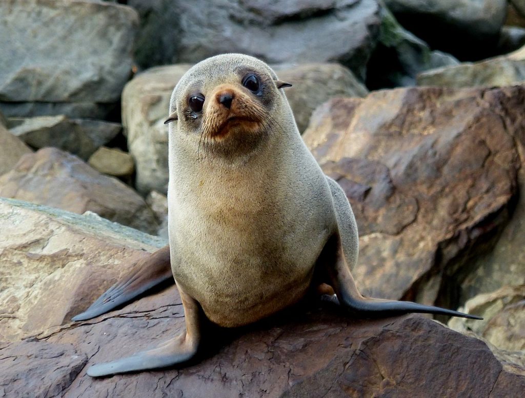 nz fur seal