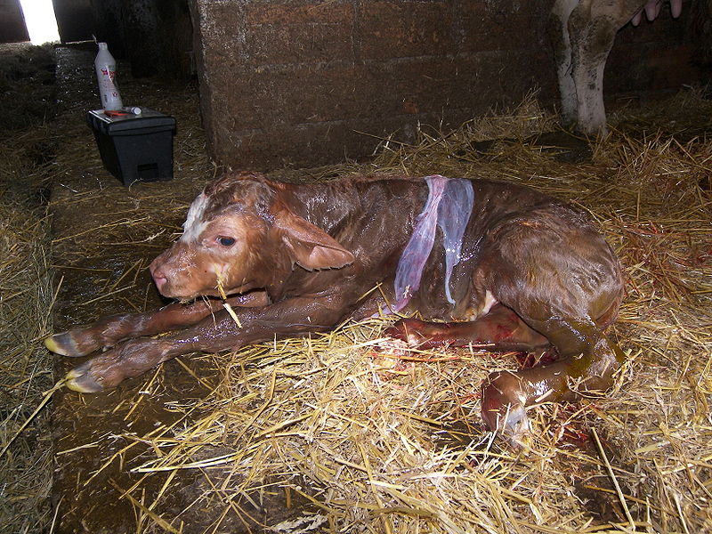 calf newborn