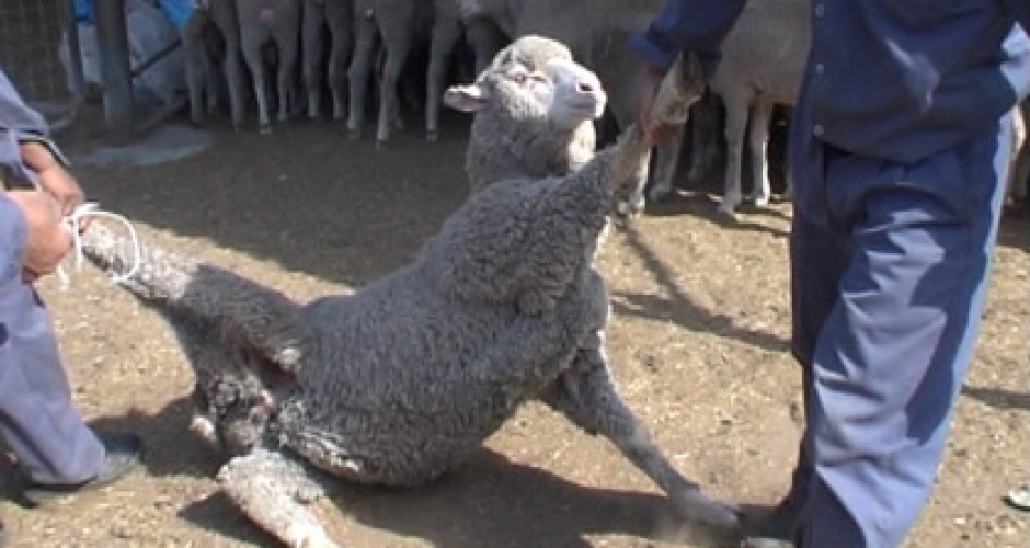 The Depravity of Live Export