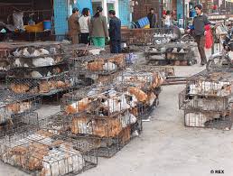 The Chinese Fur Industry Is Cruel and Heartless
