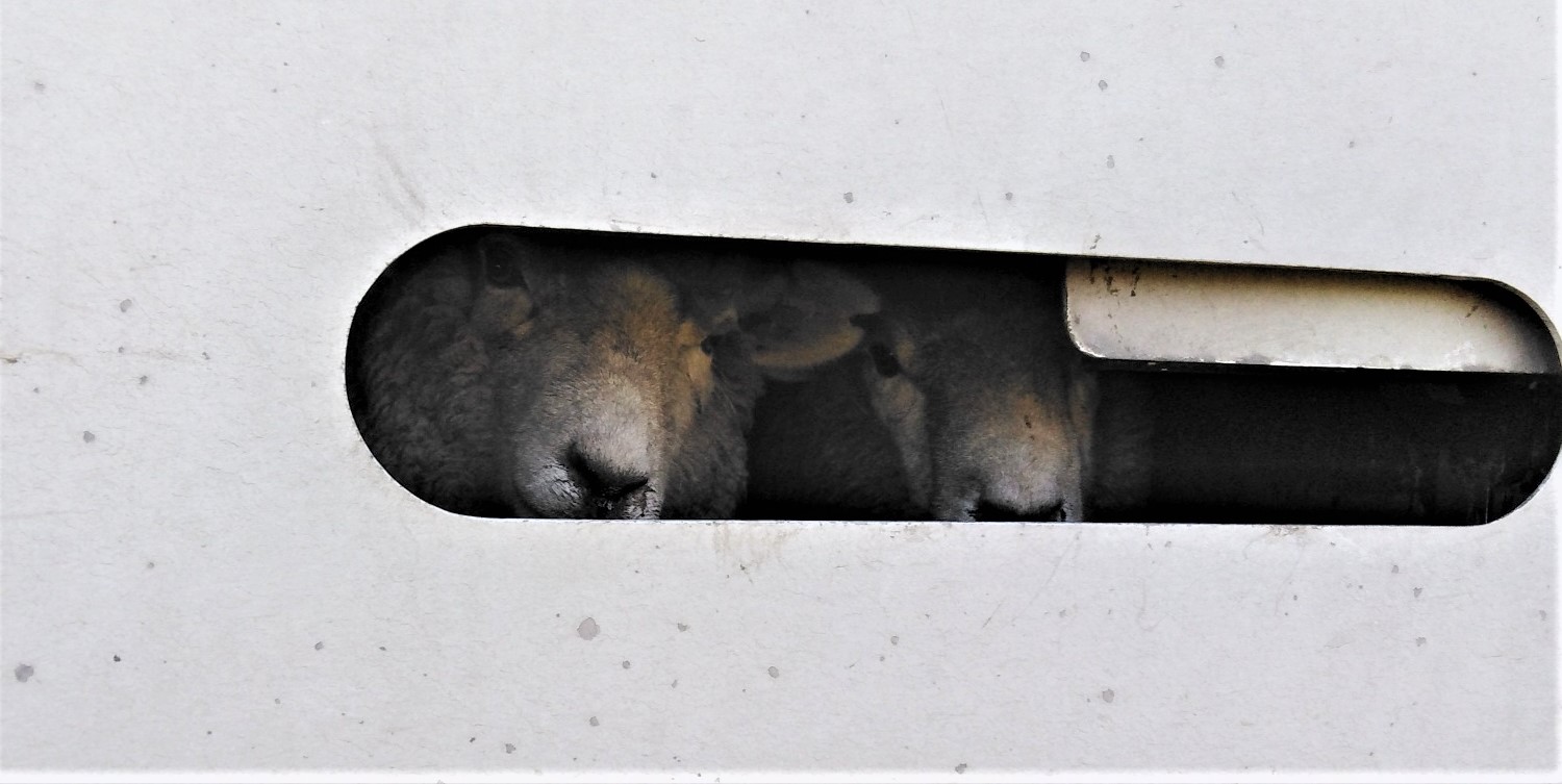 Slaughterhouse Vigil, Whanganui, New Zealand 1 September 2019 - May ...
