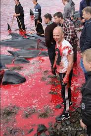 Horrific slaughter of whales in the name of culture and tradition