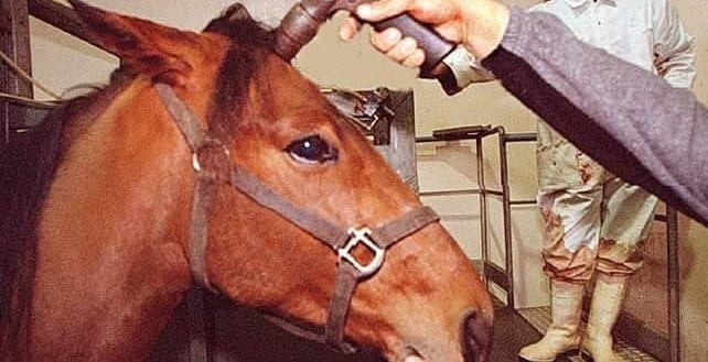 ‘Violent, gory and agonising’ – the tragic fate of ex-racehorses