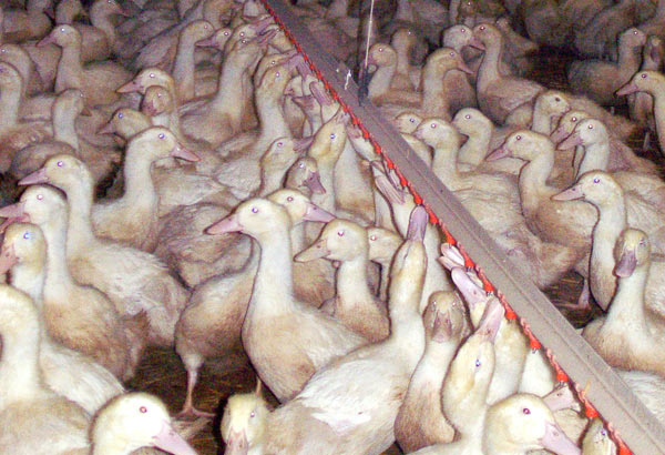 Duck Factory Farm 