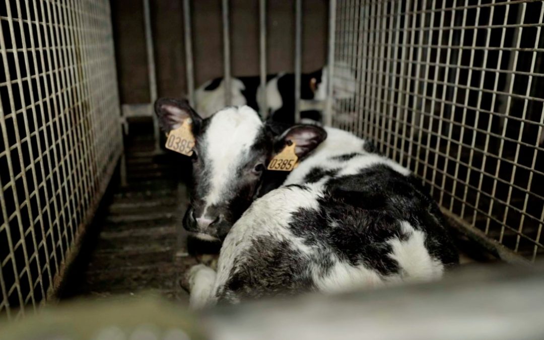 Calves necks ‘sawed’ in French slaughterhouse