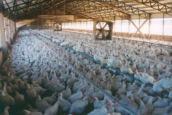 Factory farms are manufacturing our modern diseases