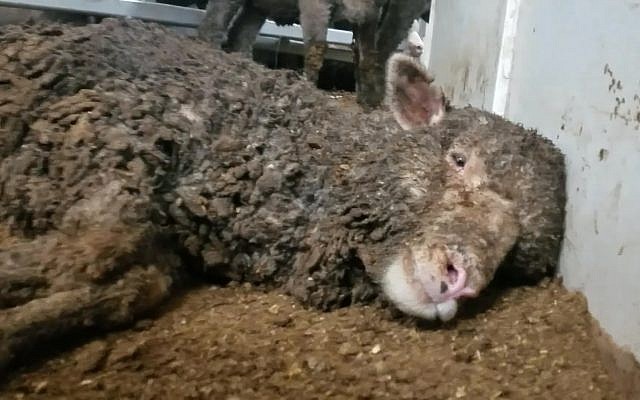 Unholy Abuse Of Animals To The Holy Land: Live Export To Israel