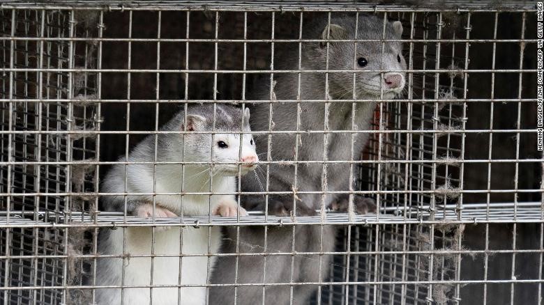 MINK TO HUMAN TRANSMISSION OF CORONAVIRUS COULD HASTEN THE INDUSTRY’S DEMISE
