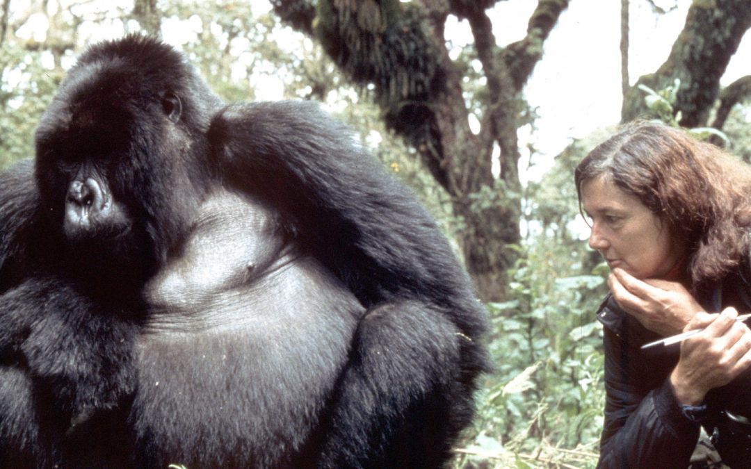 Voices For Animals Across The Years: Dian Fossey