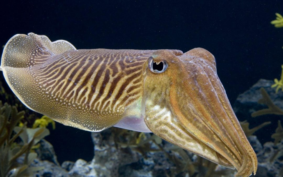 THERE’S AN INTELLIGENT BEING IN THAT SQUISHY BODY: CUTTLEFISH PASS TEST DESIGNED FOR CHILDREN