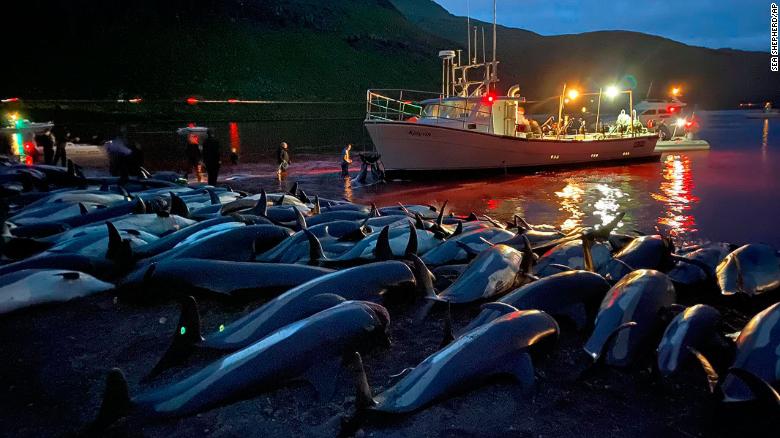 Struggling For Breath On The Beach – Dolphin Slaughter In The Faroe Islands