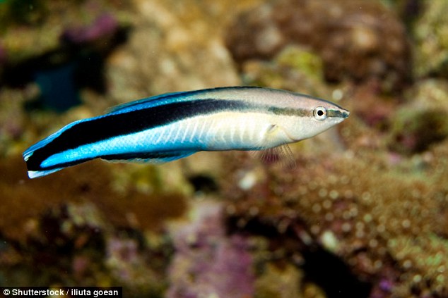 New Study Shows Fishes May Have Self Awareness
